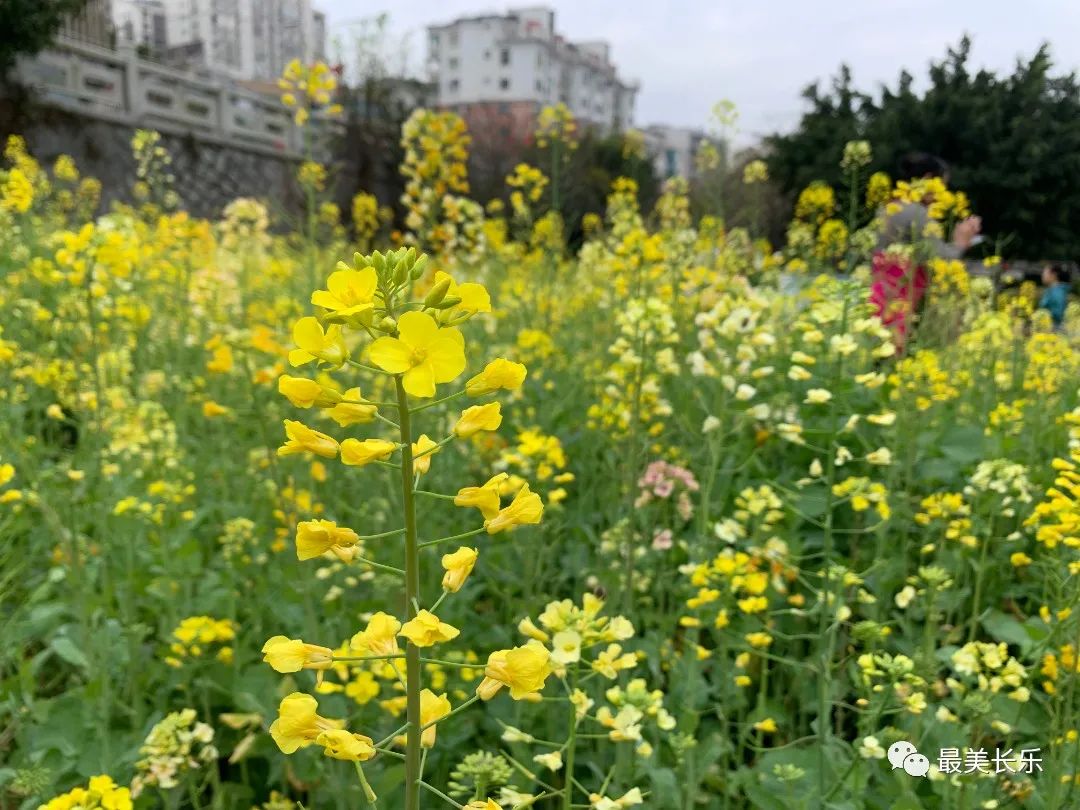 邂逅黃金浪漫,！走,！一起看花去