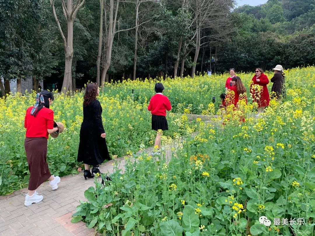 邂逅黃金浪漫,！走,！一起看花去