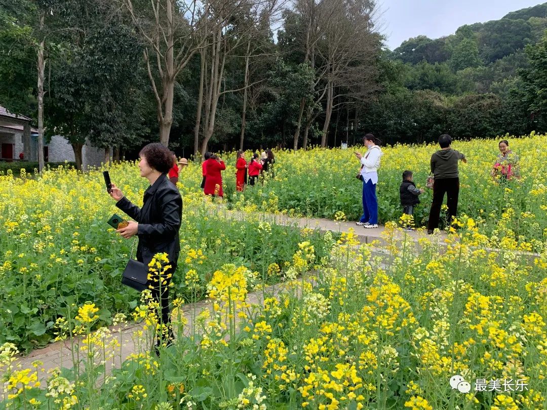 邂逅黃金浪漫,！走,！一起看花去