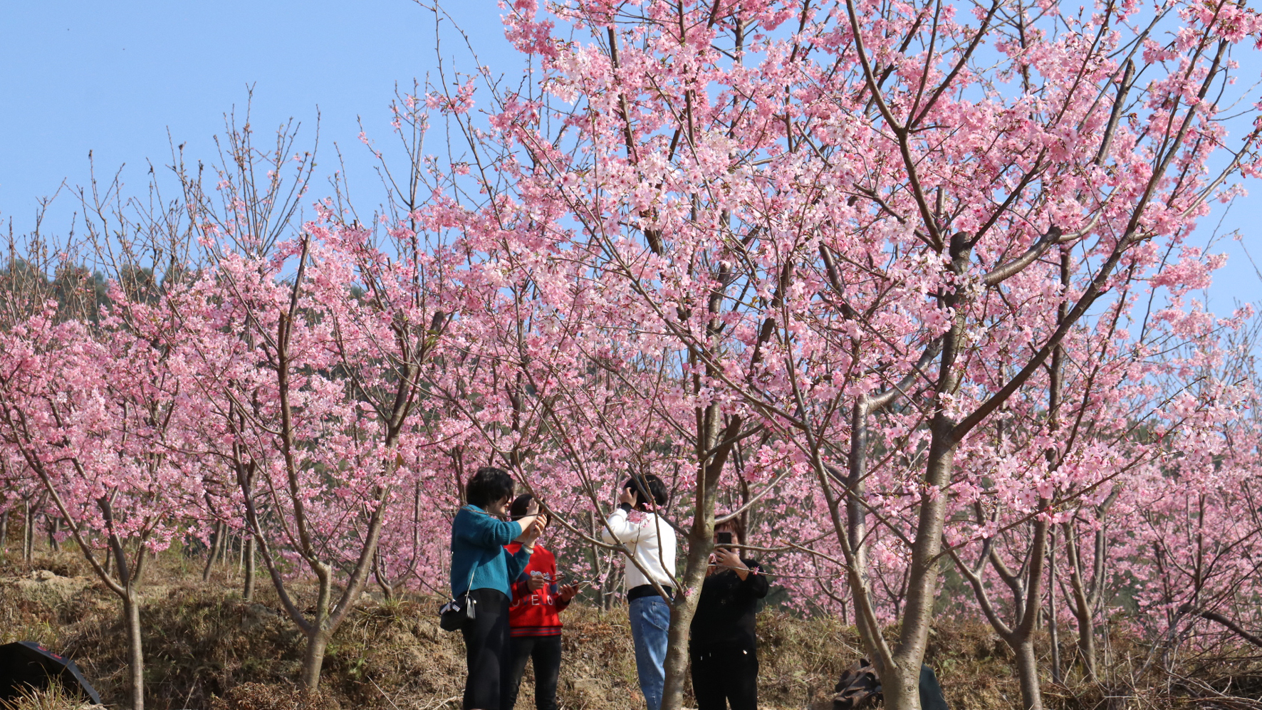 姹紫嫣紅 3月賞花正當(dāng)時(shí)