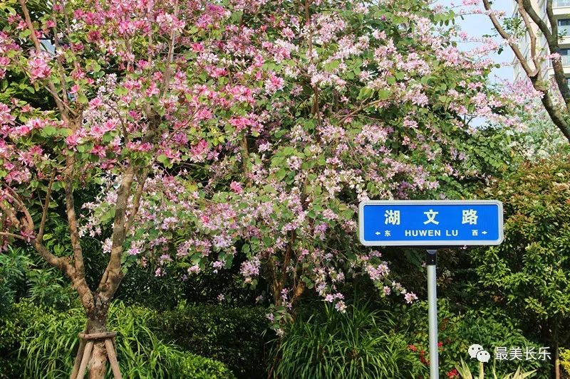 美翻啦,！這段數(shù)百米的“花路”,，你走過嗎？