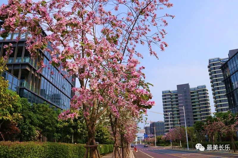 美翻啦！這段數(shù)百米的“花路”,，你走過嗎,？