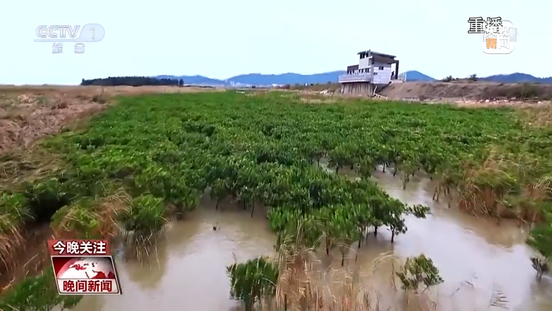 從養(yǎng)殖魚塘到水鳥天堂 閩江河口濕地的新生“蝶變”