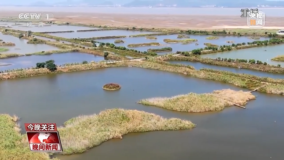 從養(yǎng)殖魚塘到水鳥天堂 閩江河口濕地的新生“蝶變”