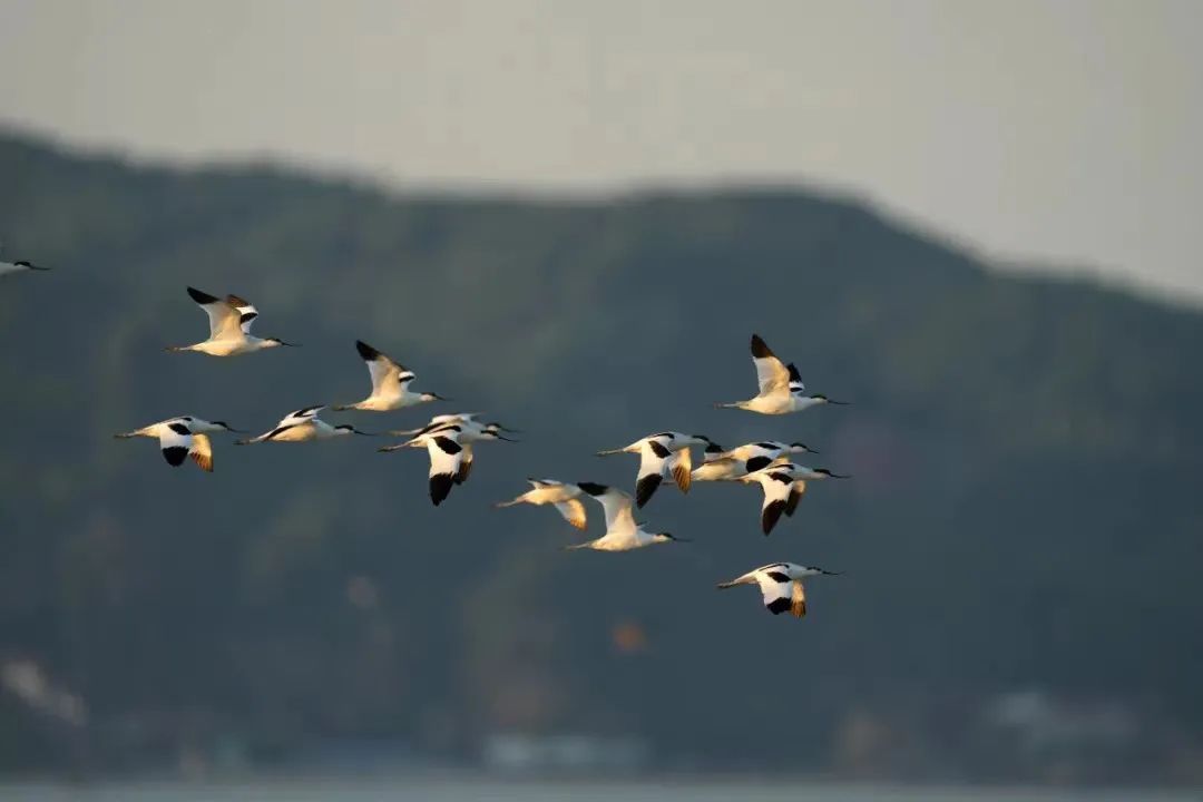 定了,！明年元旦起施行