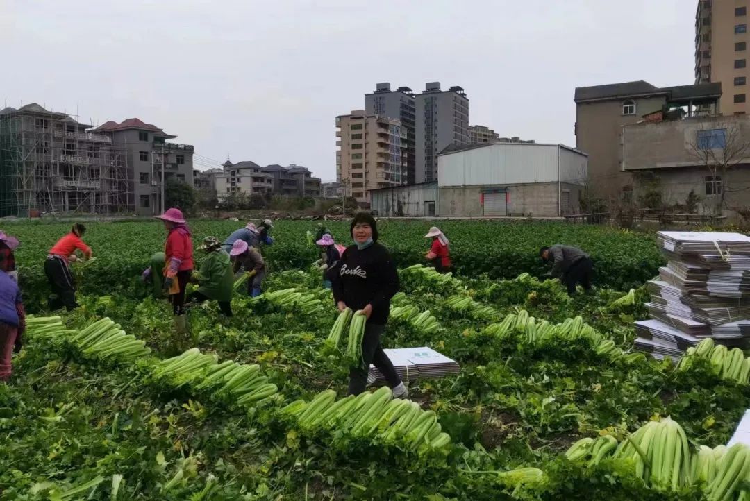 不一般,！長樂這個(gè)家庭農(nóng)場(chǎng)成為“省級(jí)示范”