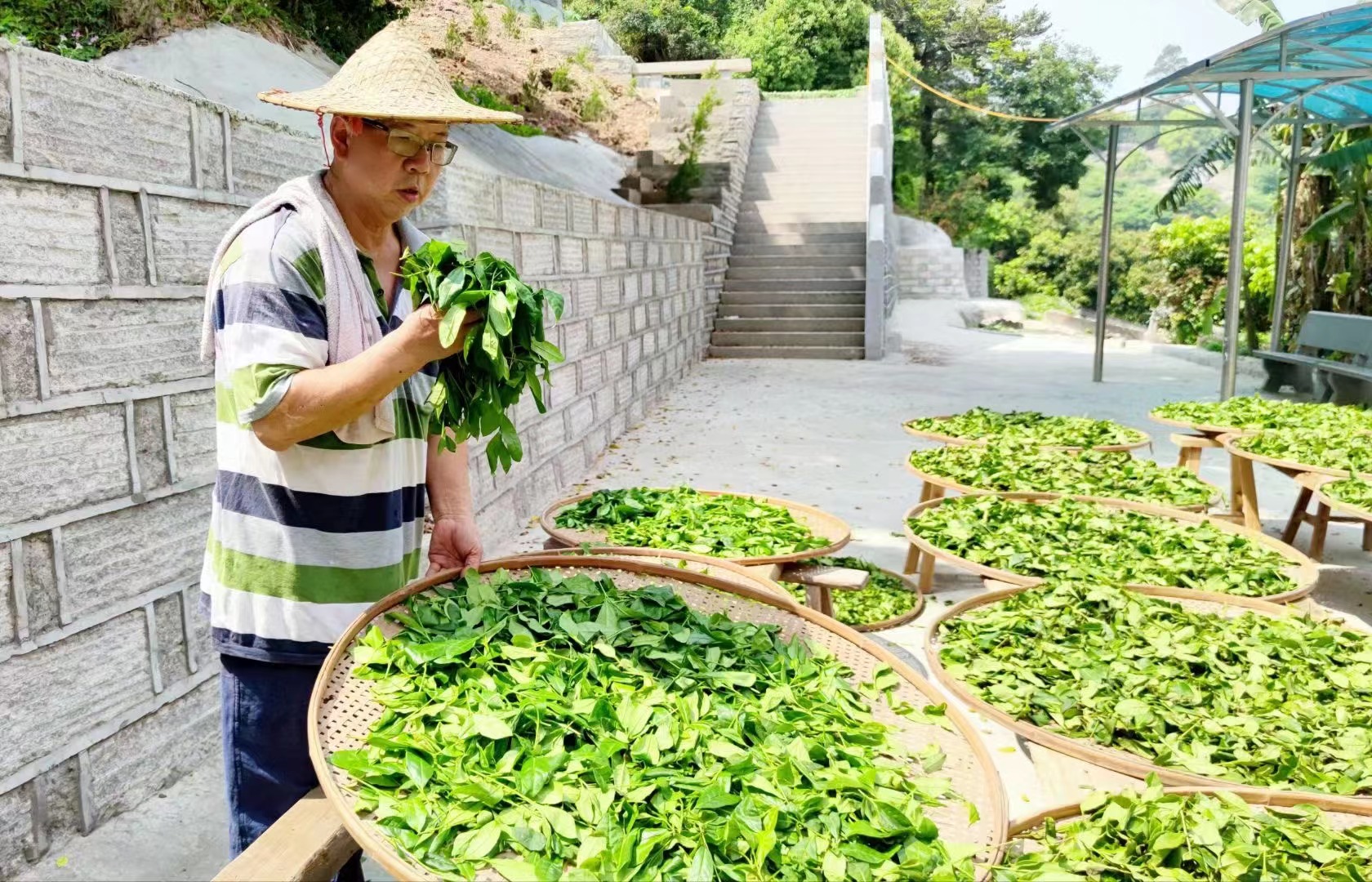 他是福州市唯一非遺青茶（烏龍茶）的傳承人，你認識嗎,？