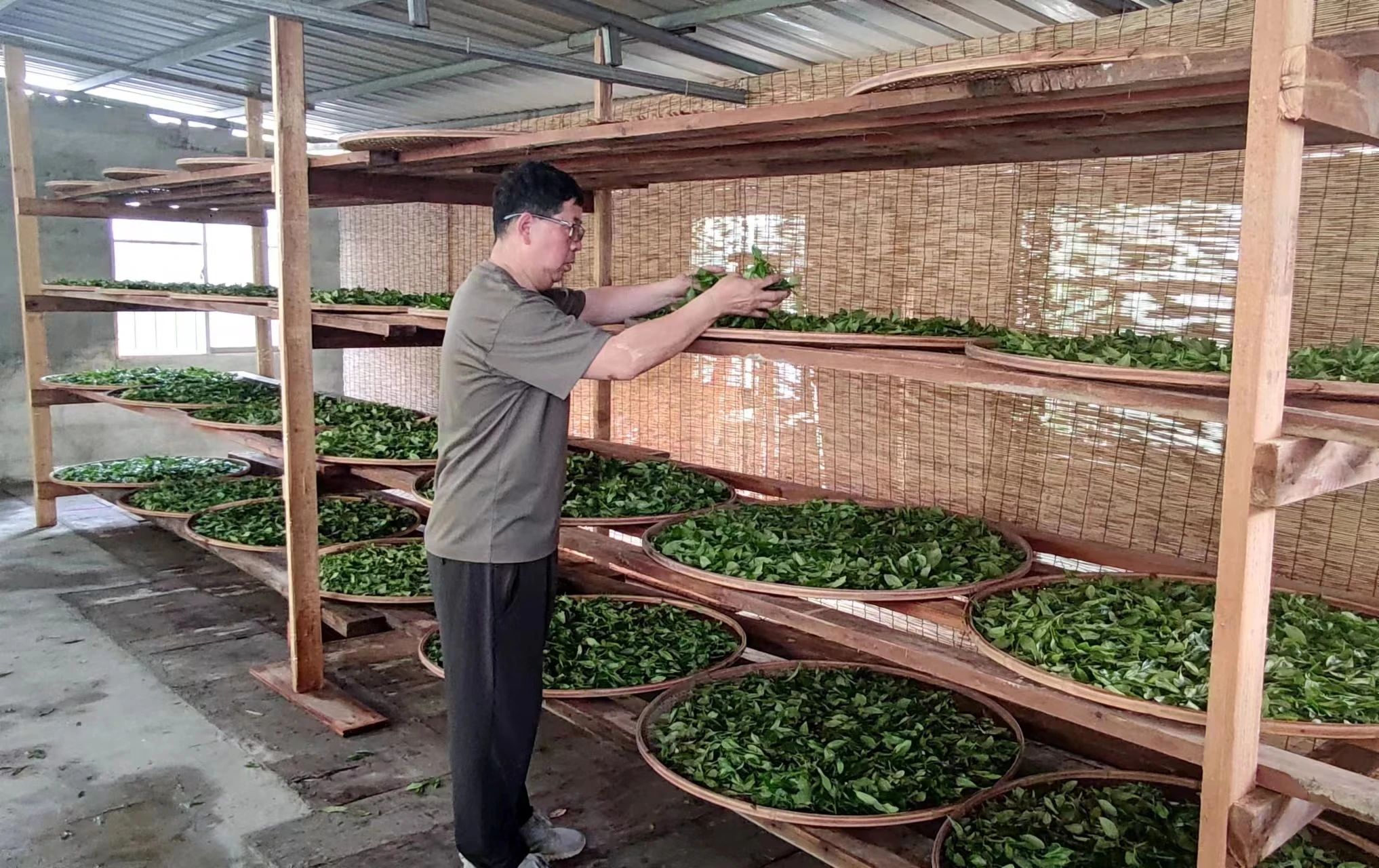 他是福州市唯一非遺青茶（烏龍茶）的傳承人,，你認識嗎？