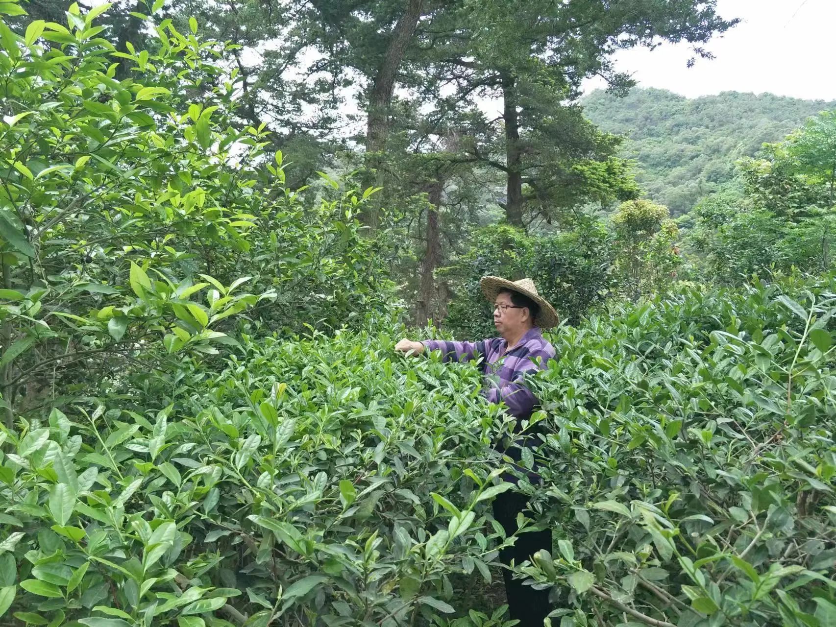 他是福州市唯一非遺青茶（烏龍茶）的傳承人，你認識嗎,？