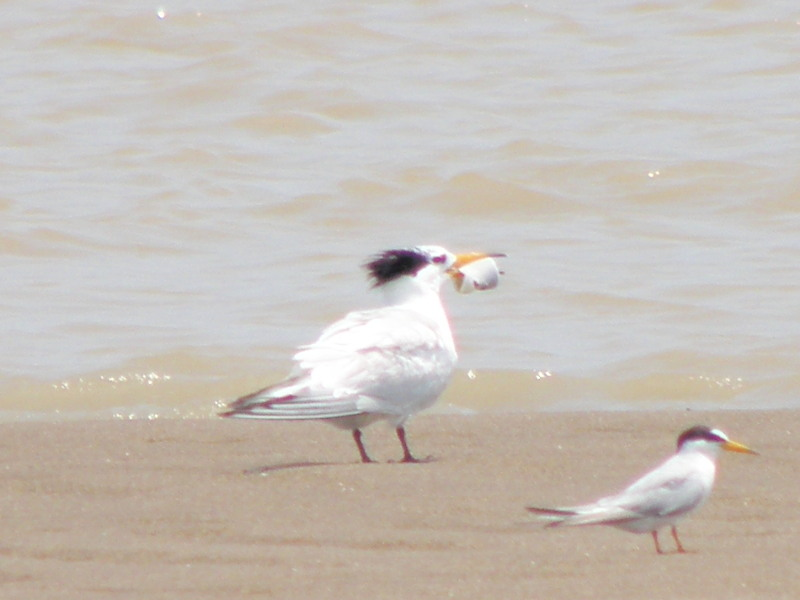 “神話之鳥”如何保護(hù)？機(jī)構(gòu),、專家和鳥類愛(ài)好者相聚探討