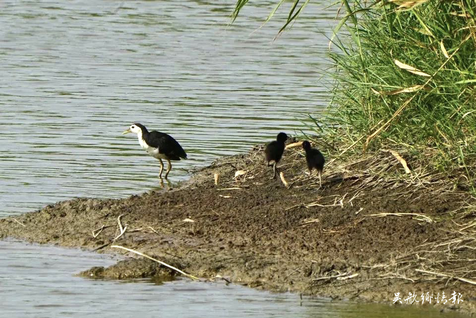 閩江河口濕地 鳥爸鳥媽帶娃忙