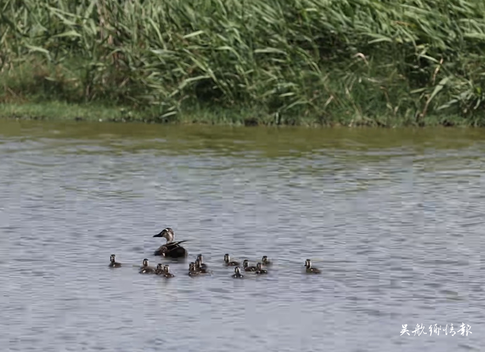 閩江河口濕地 鳥爸鳥媽帶娃忙