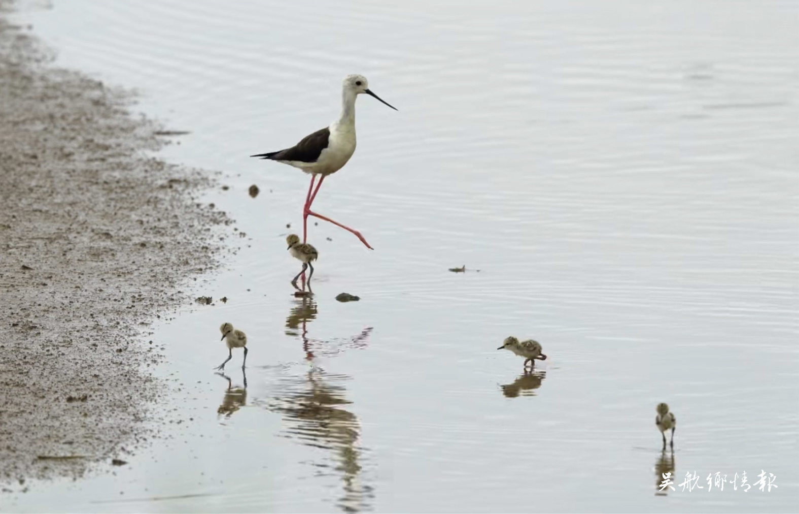 閩江河口濕地 鳥爸鳥媽帶娃忙