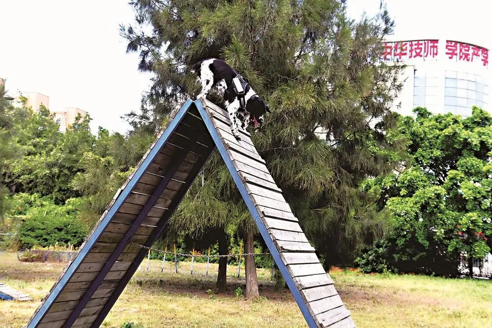 太酷啦,！汪汪隊在長樂機場上崗！