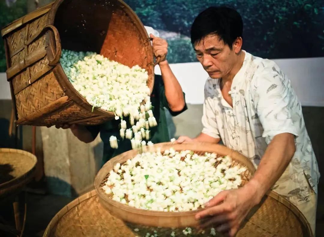 香飄海內(nèi)外,！長(zhǎng)樂(lè)茉莉花茶“香”承百年！