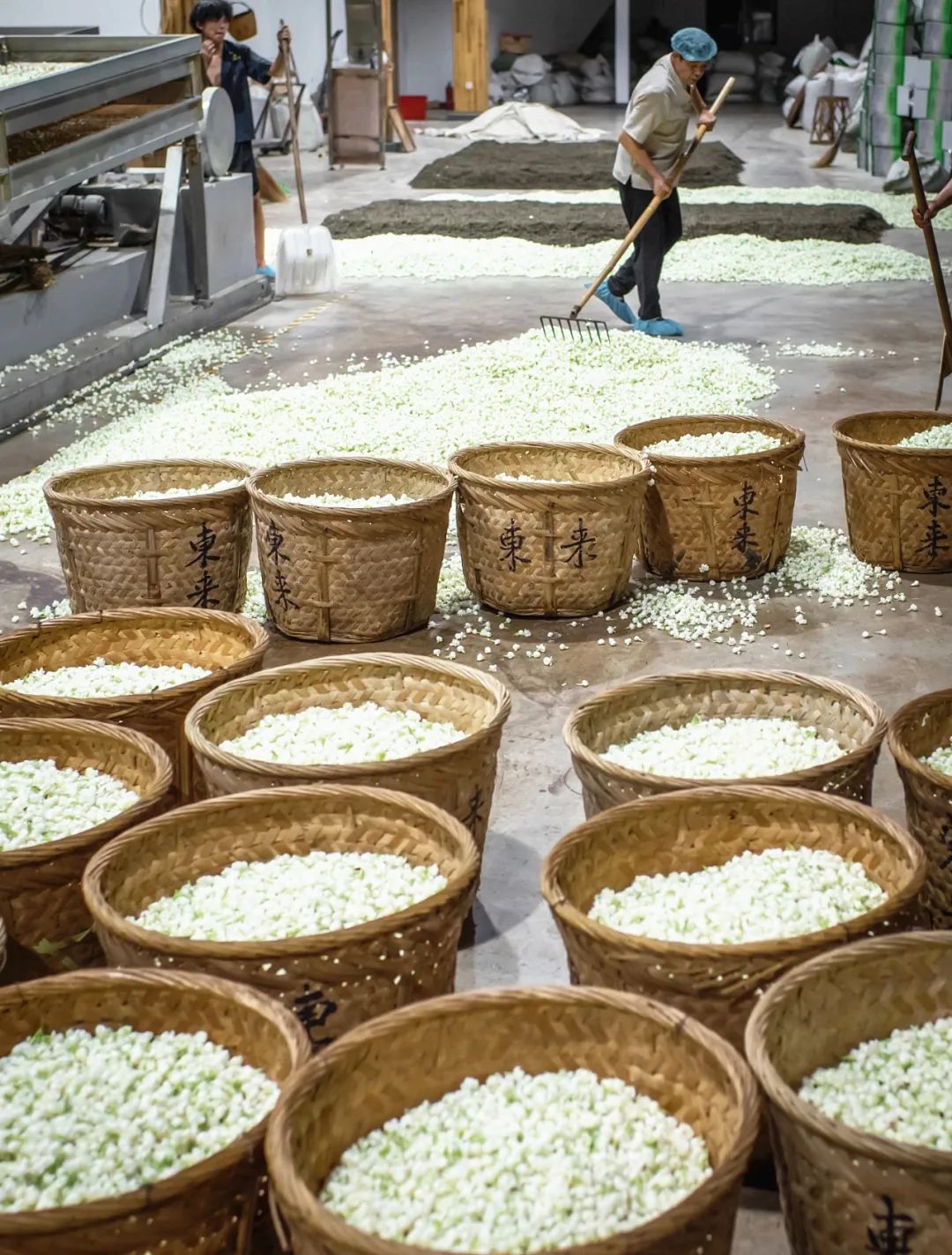 香飄海內(nèi)外！長(zhǎng)樂(lè)茉莉花茶“香”承百年,！