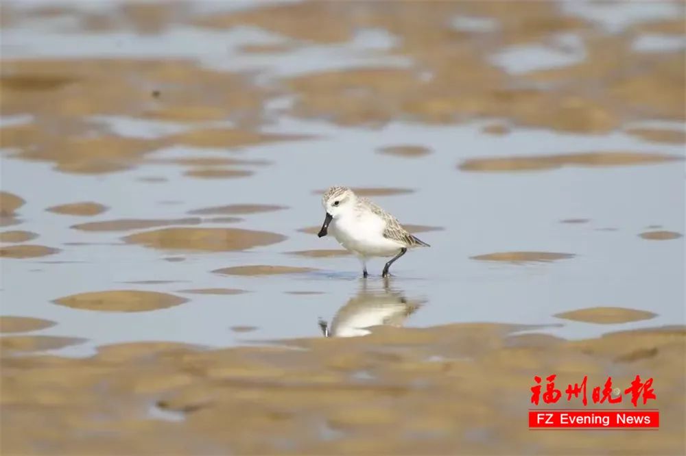 全球僅400多只,！它們自帶“飯勺”,，又來長(zhǎng)樂吃飯了！