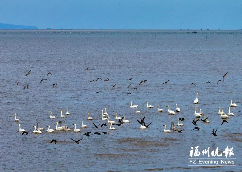 共護“神話之鳥”！又一基地落戶長樂,！