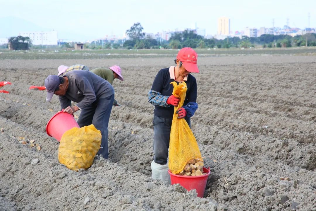 1000畝,！長樂這里的“金疙瘩”下地了