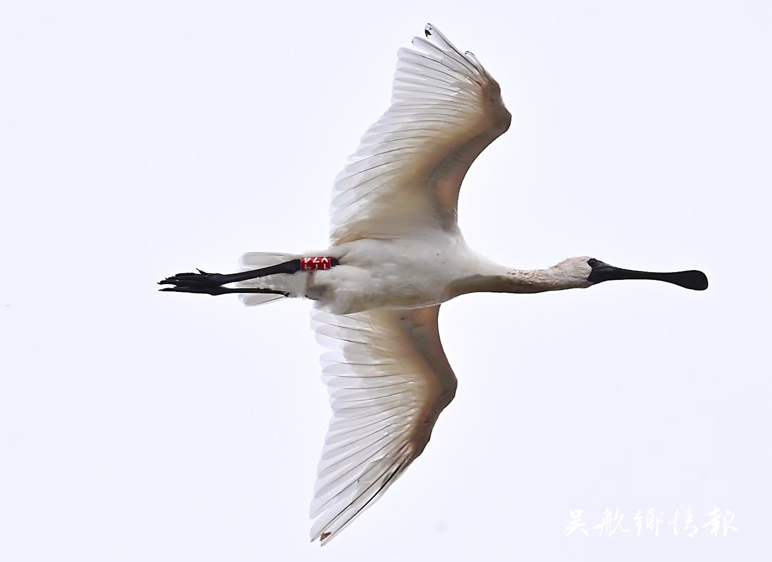 閩江河口濕地迎候鳥遷徙高峰期 “Y74”黑臉琵鷺　連續(xù)5年拍到你