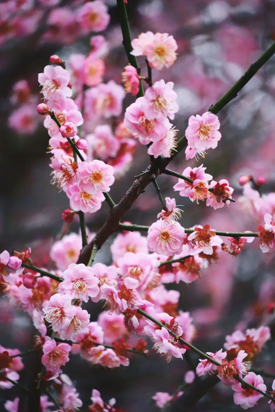 太好看了,！紅梅、洋紫荊,、山茶花競(jìng)相綻放,，就在長(zhǎng)樂(lè)……