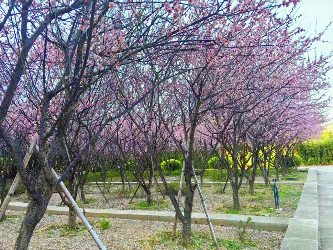 太好看了,！紅梅,、洋紫荊、山茶花競(jìng)相綻放,，就在長(zhǎng)樂(lè)……