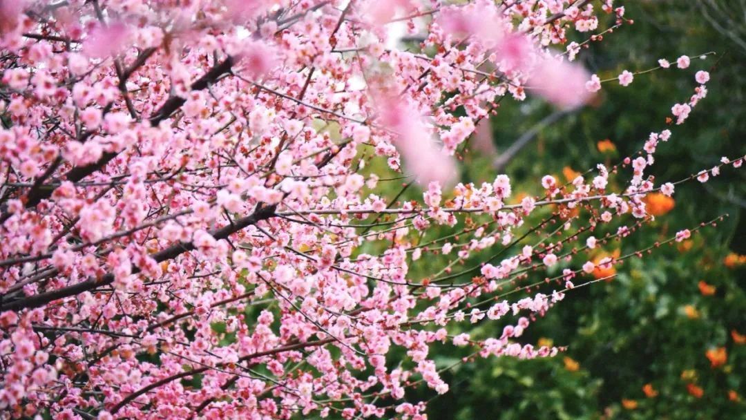 太好看了！紅梅,、洋紫荊,、山茶花競(jìng)相綻放，就在長(zhǎng)樂(lè)……