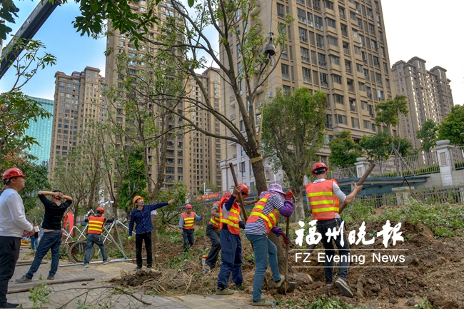 六一佳園榕樹(shù)主題園下月建成　面積約2萬(wàn)平方米