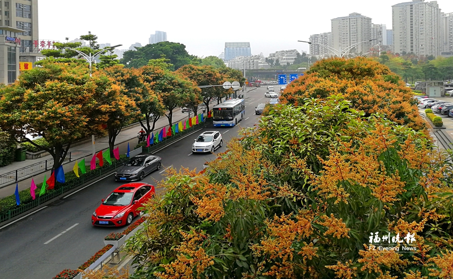 繁花“織”路　漫步榕城四季皆景