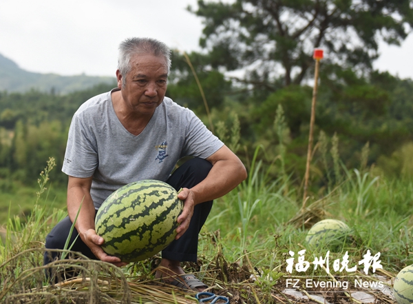 西瓜甜了銷路苦了　羅源東宅村64歲瓜農(nóng)很發(fā)愁