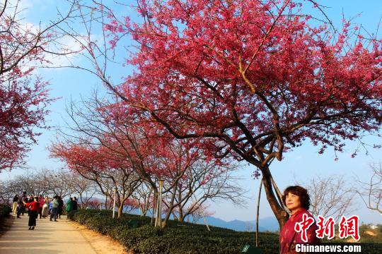 福建永福：櫻花爛漫迎新春