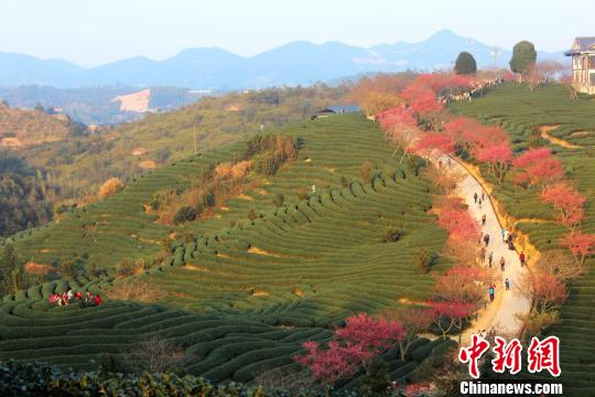 福建永福：櫻花爛漫迎新春