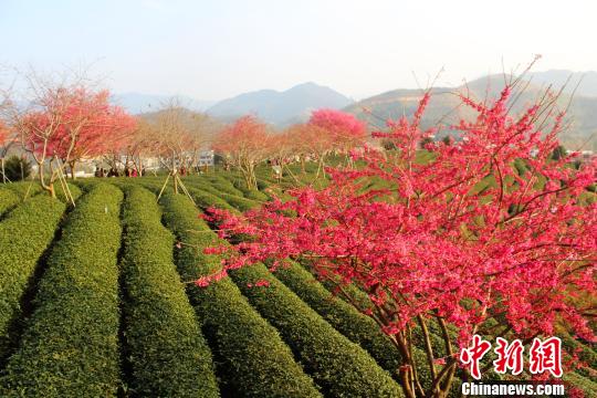 福建永福：櫻花爛漫迎新春