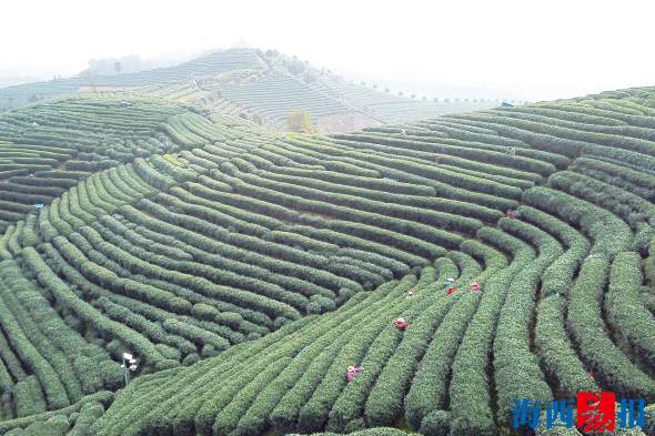 清明假期旅游產(chǎn)品預(yù)訂迎高潮　踏青,、采茶,、賞花受青睞