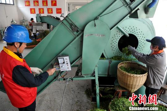 福建連江：產(chǎn)茶重鎮(zhèn) 畬族村民采茶忙